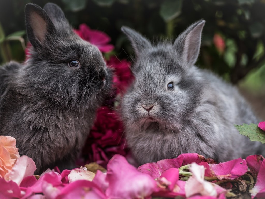 Обои цветы, взгляд, пушистые, ушки, кролик, кролики, flowers, look, fluffy, ears, rabbit, rabbits разрешение 7360x4667 Загрузить