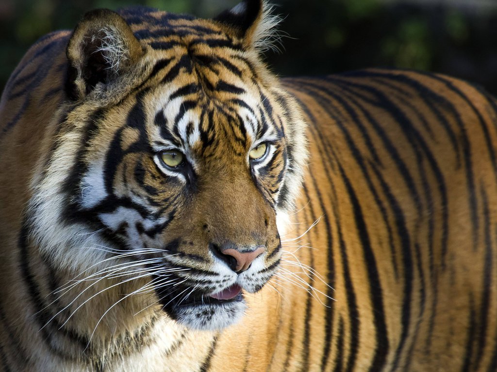 Обои тигр, фон, усы, взгляд, большая кошка, tiger, background, mustache, look, big cat разрешение 3840x2160 Загрузить