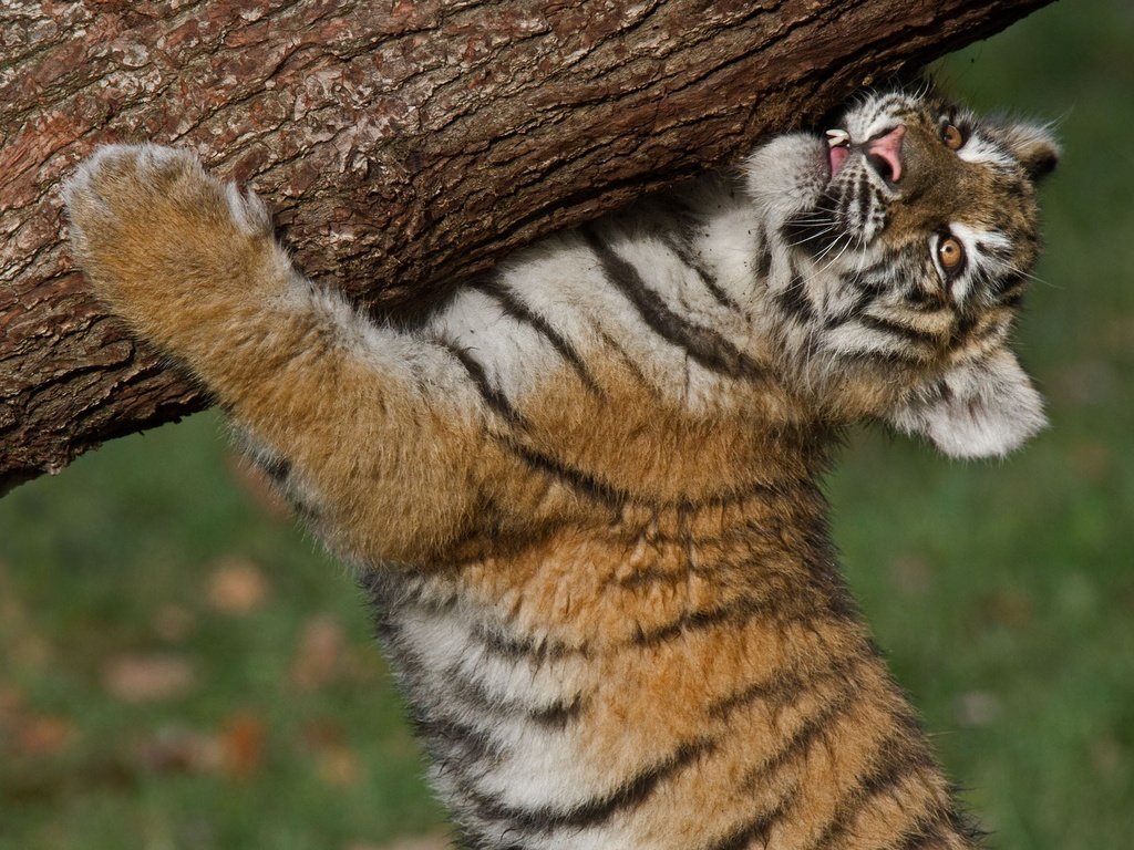 Обои тигр, тигренок, бревно, детеныш, амурский тигр, tiger, log, cub, the amur tiger разрешение 2560x1600 Загрузить