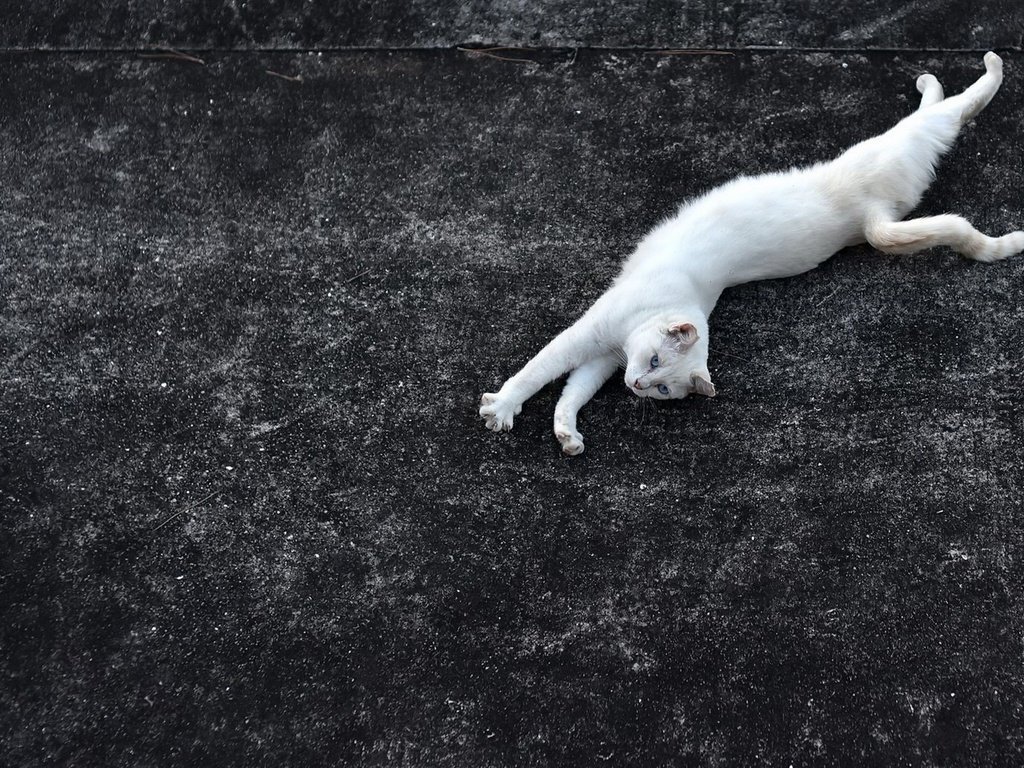 Обои фон, кот, усы, кошка, взгляд, лежит, хвост, background, cat, mustache, look, lies, tail разрешение 1920x1238 Загрузить
