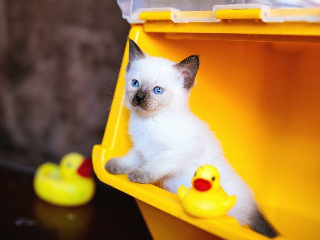 Обои фон, сиамский, кошка, контейнер, взгляд, рэгдолл, котенок, игрушки, мордашка, голубые глаза, утята, background, siamese, cat, container, ragdoll, look, kitty, toys, face, blue eyes, ducklings разрешение 2048x1152 Загрузить