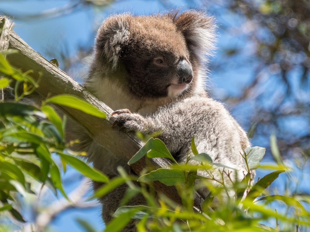 Обои дерево, листья, ветки, австралия, коала, сумчатые, эвкалипт, tree, leaves, branches, australia, koala, marsupials, eucalyptus разрешение 3552x1998 Загрузить