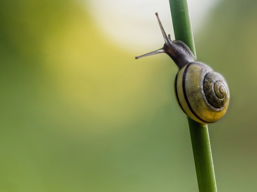 Обои фон, стебель, улитка, травa, background, stem, snail, grass разрешение 2048x1365 Загрузить