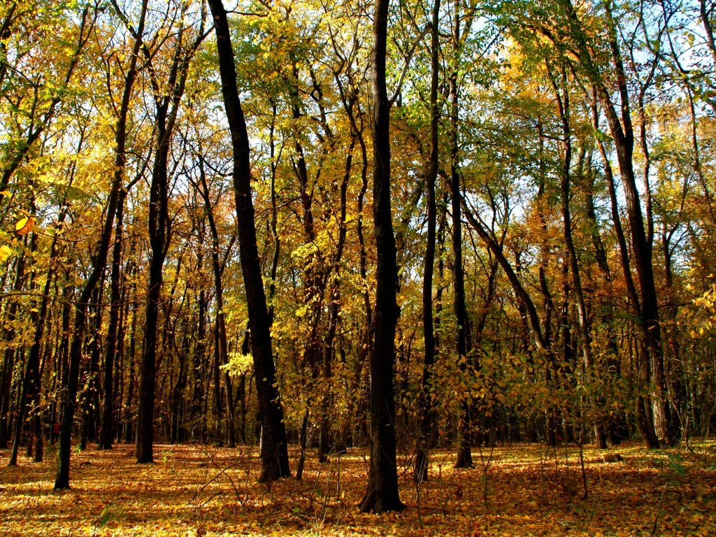 Обои деревья, лес, листья, ветки, стволы, осень, trees, forest, leaves, branches, trunks, autumn разрешение 3888x2592 Загрузить