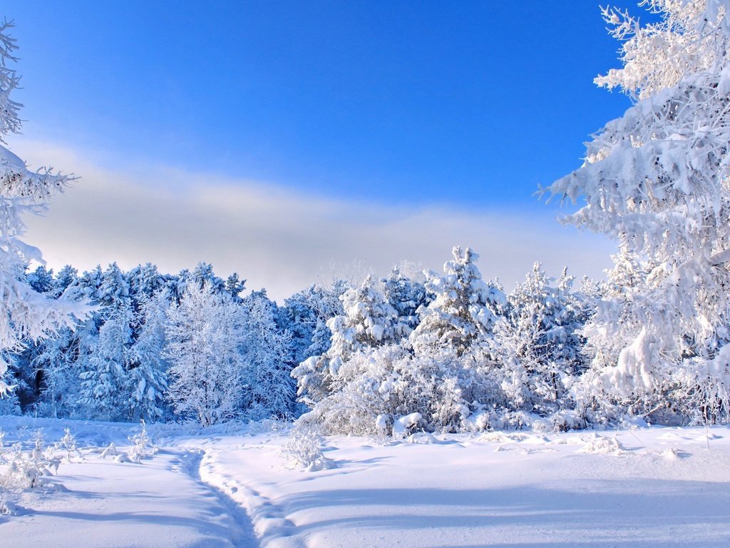 Обои небо, деревья, снег, природа, лес, зима, тропинка, следы, the sky, trees, snow, nature, forest, winter, path, traces разрешение 2560x1600 Загрузить