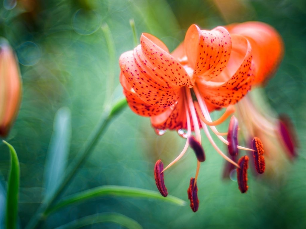 Обои цветы, тычинки, размытость, лилия, боке, flowers, stamens, blur, lily, bokeh разрешение 2048x1152 Загрузить