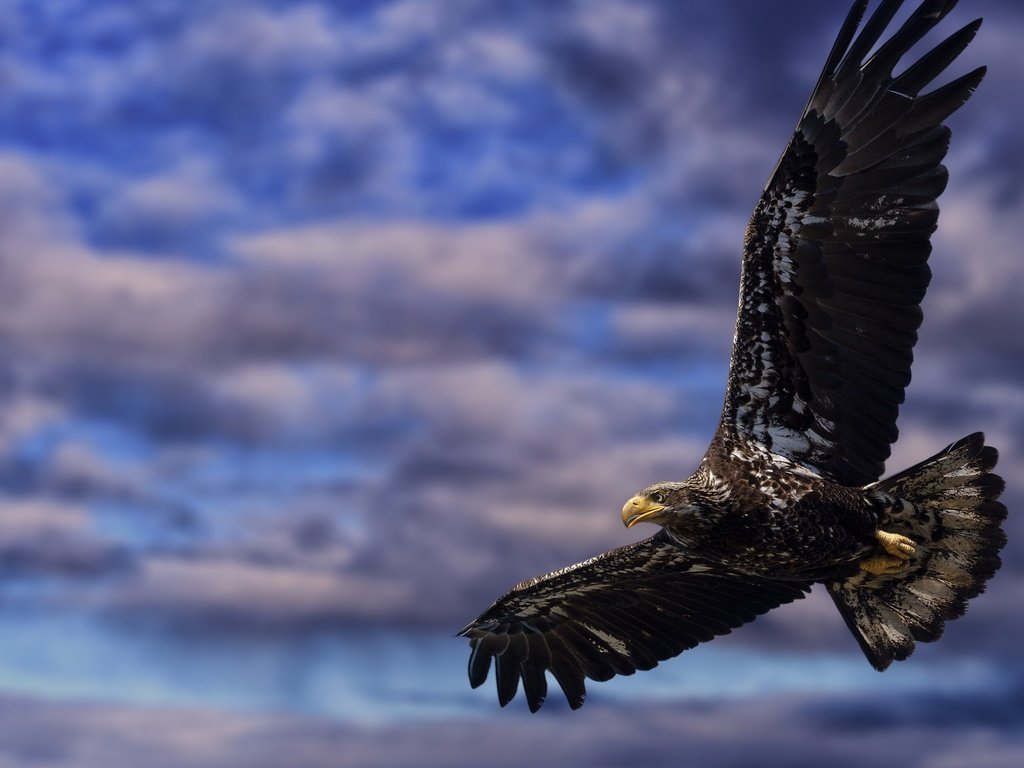 Обои небо, облака, полет, крылья, орел, птица, клюв, перья, the sky, clouds, flight, wings, eagle, bird, beak, feathers разрешение 2048x1152 Загрузить