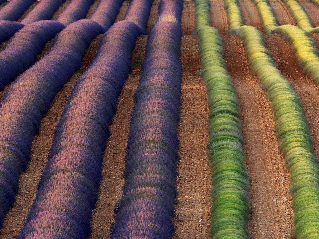 Обои цветы, поле, лаванда, франция, flowers, field, lavender, france разрешение 1920x1080 Загрузить