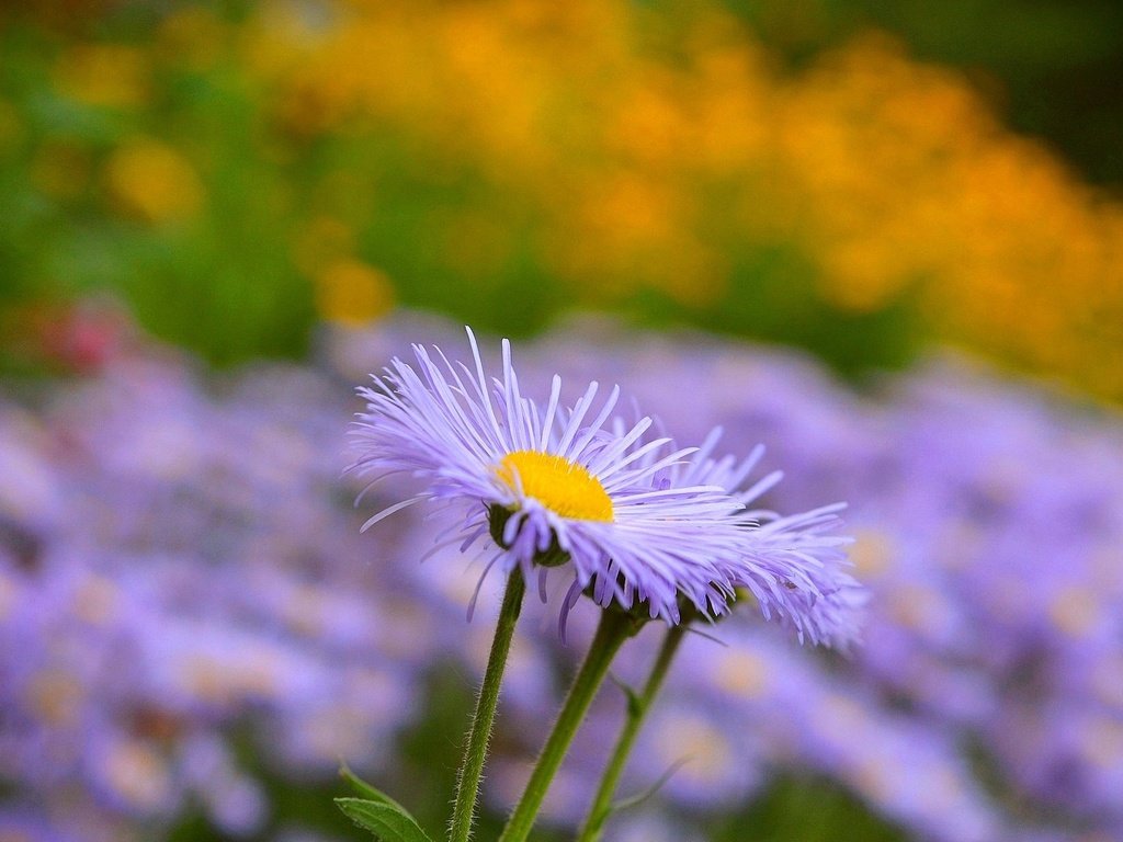 Обои цветы, лепестки, размытость, стебли, астра, астры, астра татарская, flowers, petals, blur, stems, astra, asters, astra tatar разрешение 2000x1239 Загрузить