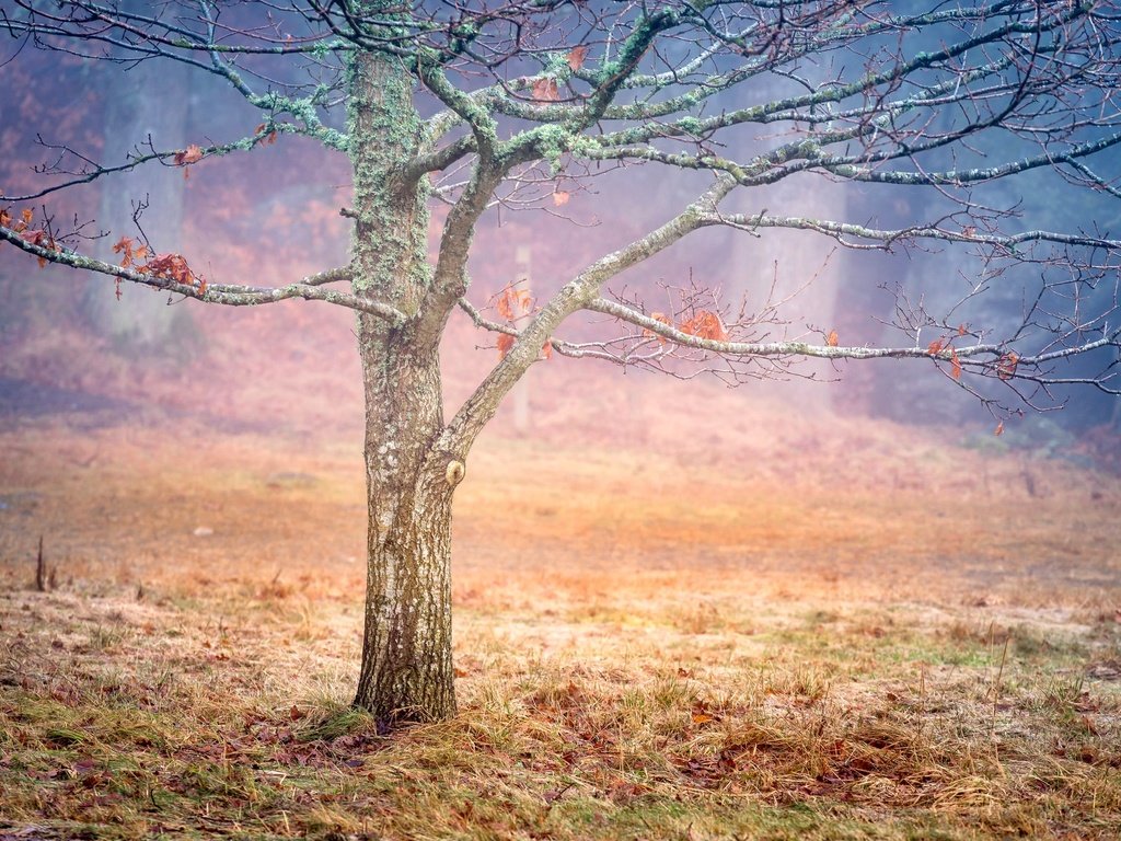 Обои дерево, листья, осень, швеция, дымка, tree, leaves, autumn, sweden, haze разрешение 2048x1367 Загрузить