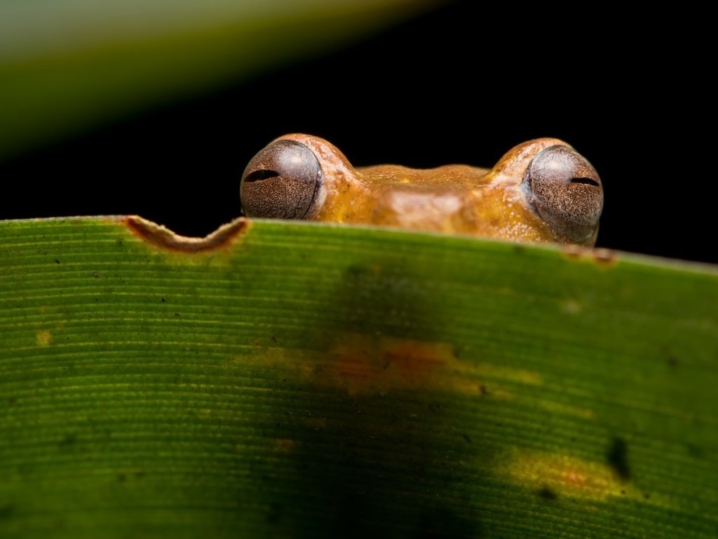 Обои глаза, природа, взгляд, лист, лягушка, eyes, nature, look, sheet, frog разрешение 2560x1579 Загрузить