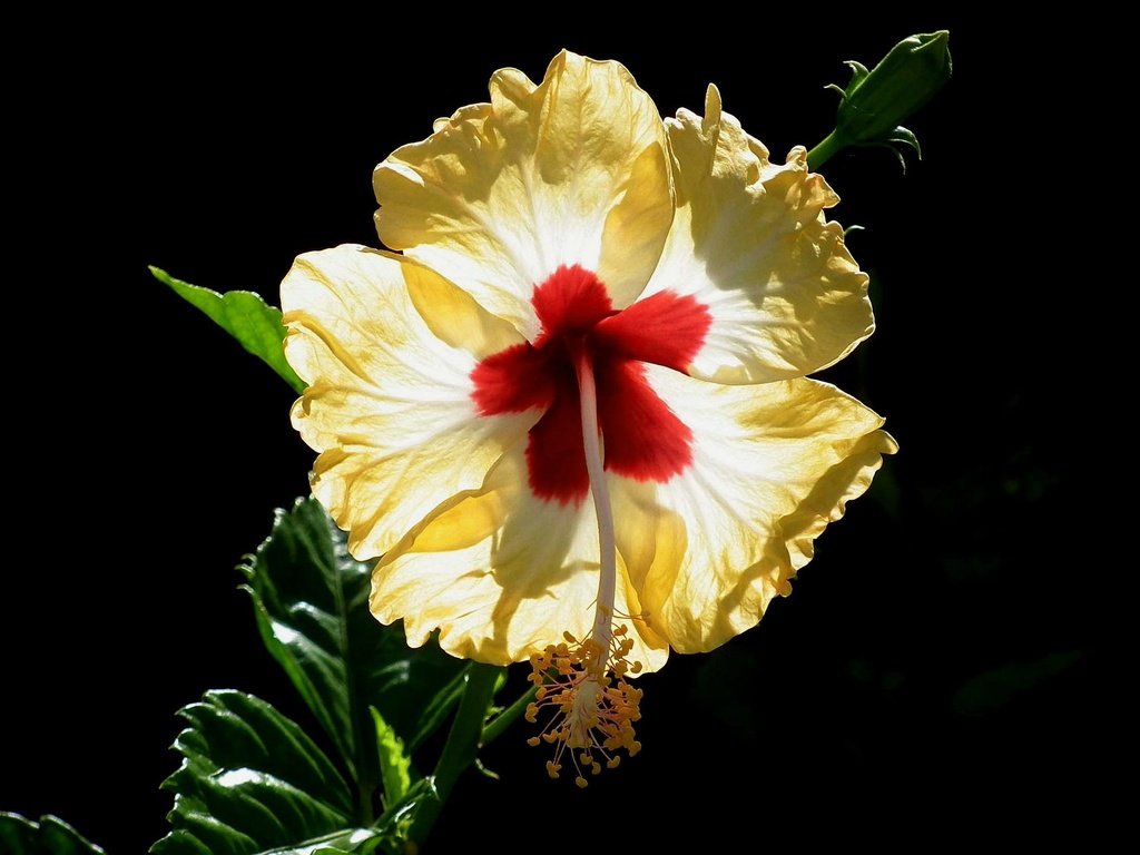 Обои макро, фон, цветок, лепестки, черный фон, гибискус, macro, background, flower, petals, black background, hibiscus разрешение 2048x1299 Загрузить