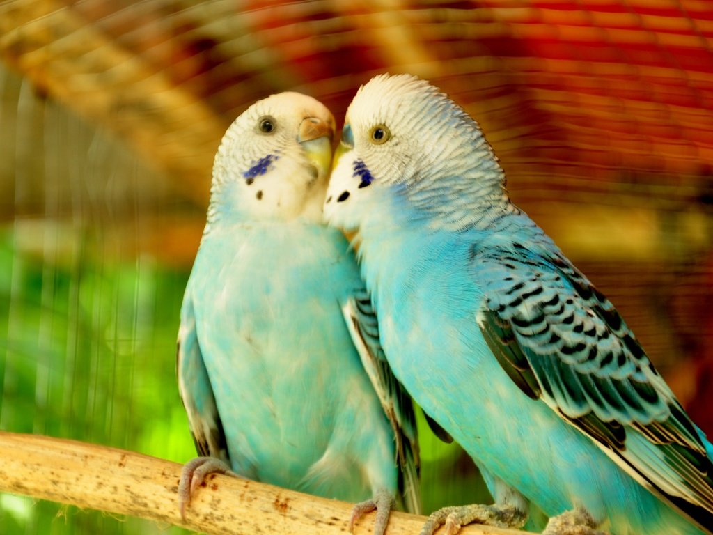 Обои птицы, любовь, пара, попугаи, волнистый попугай, birds, love, pair, parrots, wavy parrot разрешение 3216x2136 Загрузить