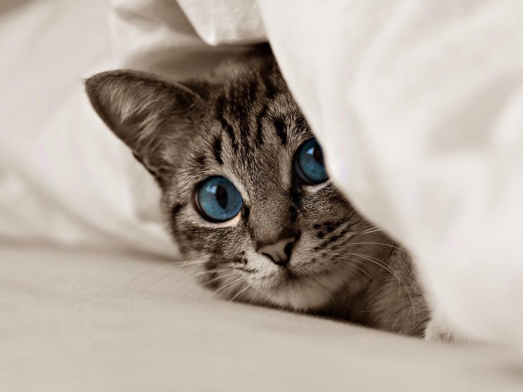 Обои кот, мордочка, усы, кошка, взгляд, котенок, голубые глаза, cat, muzzle, mustache, look, kitty, blue eyes разрешение 1920x1200 Загрузить