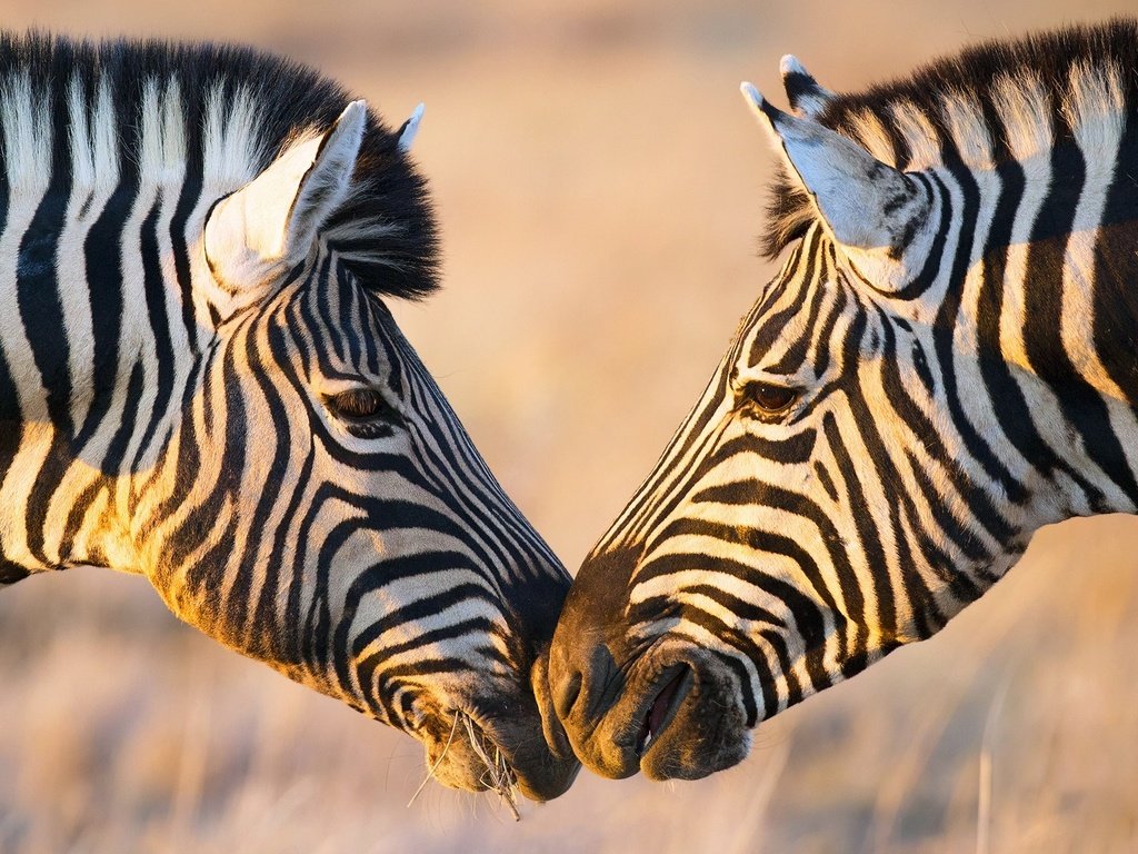 Обои зебра, африка, зебры, zebra, africa разрешение 1920x1080 Загрузить