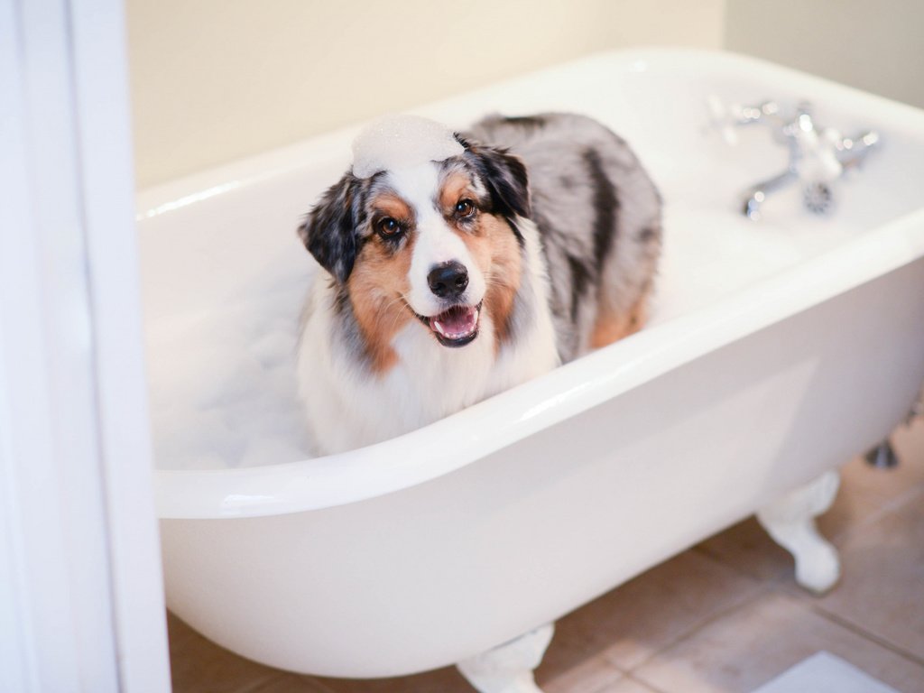 Обои взгляд, собака, друг, пена, ванна, look, dog, each, foam, bath разрешение 2112x1188 Загрузить