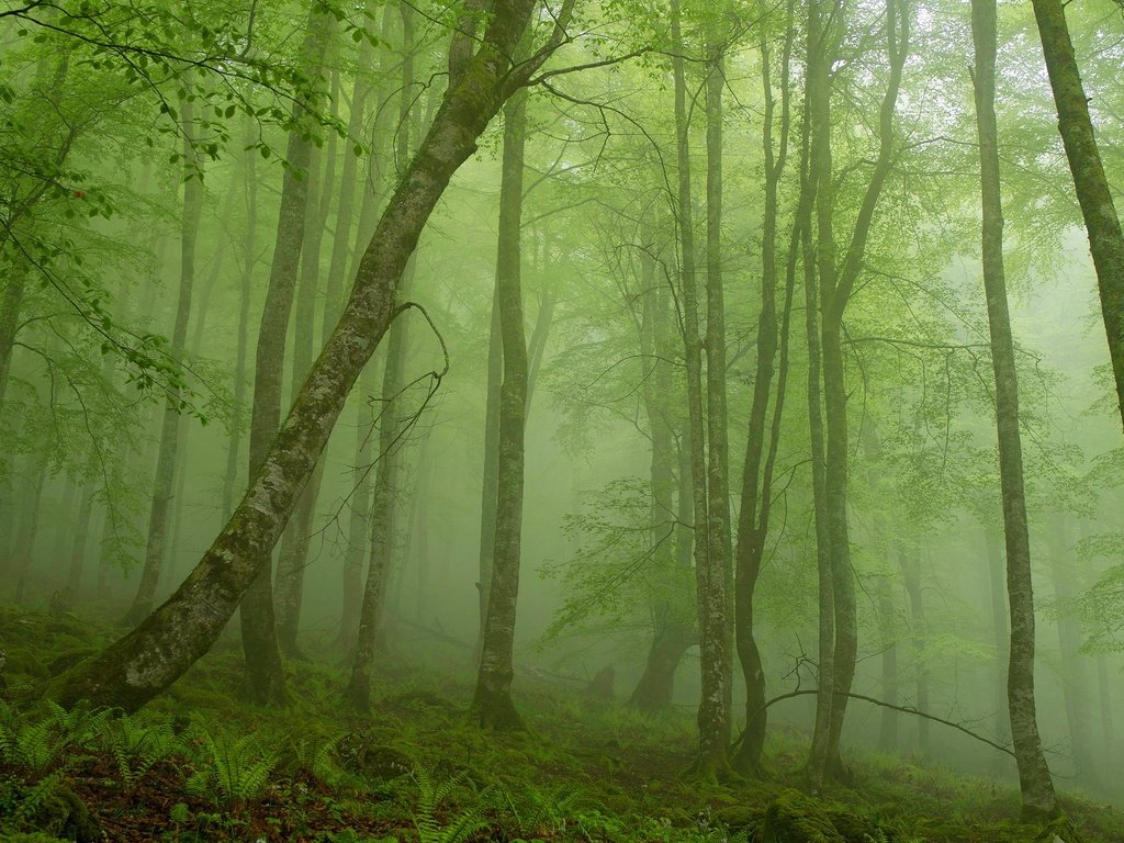 Обои деревья, природа, лес, туман, trees, nature, forest, fog разрешение 2560x1600 Загрузить