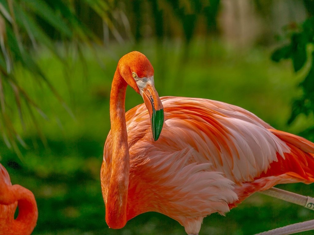 Обои фламинго, птица, клюв, flamingo, bird, beak разрешение 2048x1152 Загрузить