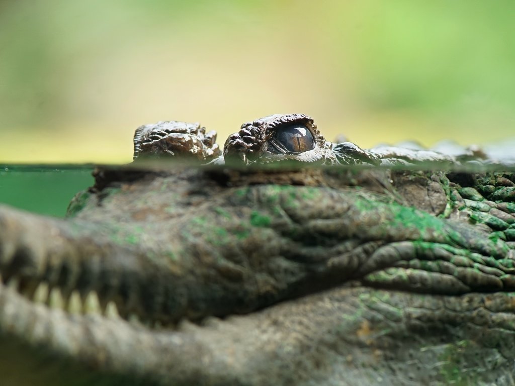 Обои глаз, крокодил, eyes, crocodile разрешение 3840x2160 Загрузить