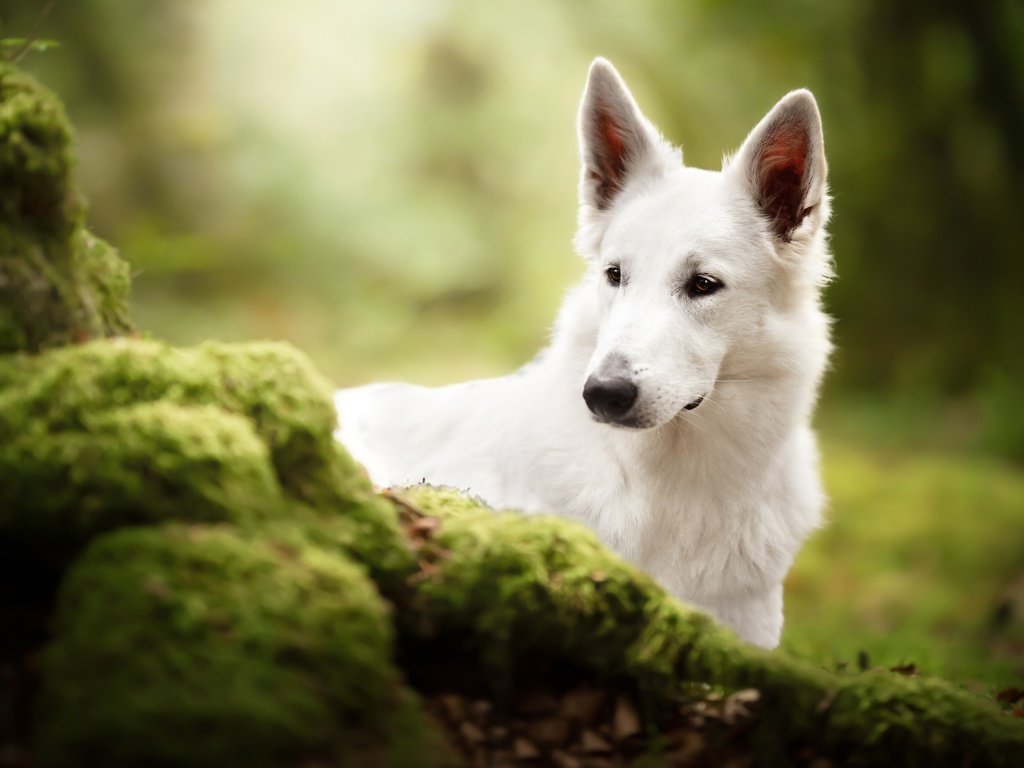 Обои морда, собака, мох, белая швейцарская овчарка, face, dog, moss, the white swiss shepherd dog разрешение 3600x2403 Загрузить