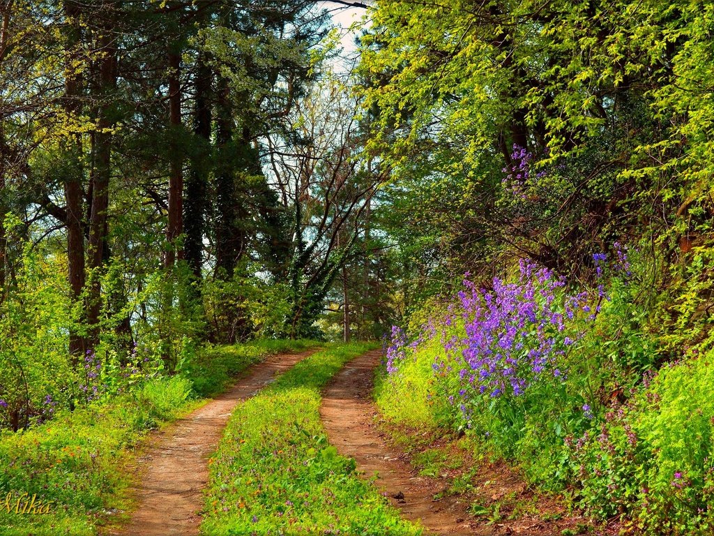 Обои деревья, лес, тропинка, trees, forest, path разрешение 3000x1995 Загрузить