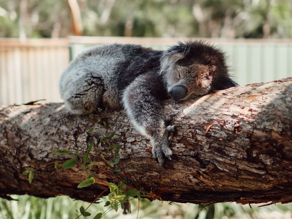 Обои дерево, сон, спит, коала, tree, sleep, sleeping, koala разрешение 1920x1080 Загрузить
