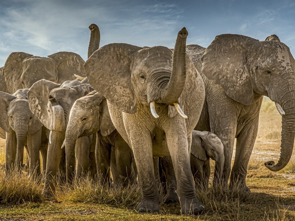 Обои природа, африка, слоны, nature, africa, elephants разрешение 3840x2160 Загрузить