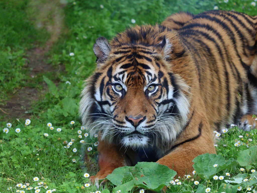 Обои тигр, морда, цветы, взгляд, tiger, face, flowers, look разрешение 6000x4000 Загрузить