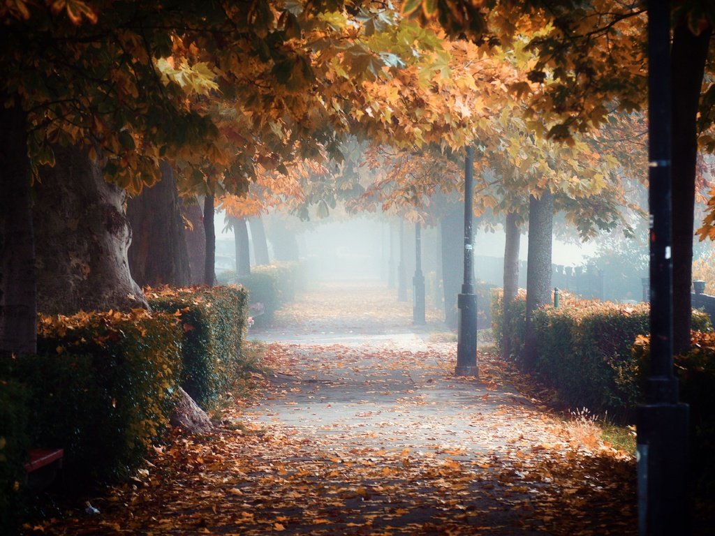 Обои листопад, венгрия, falling leaves, hungary разрешение 5472x3648 Загрузить