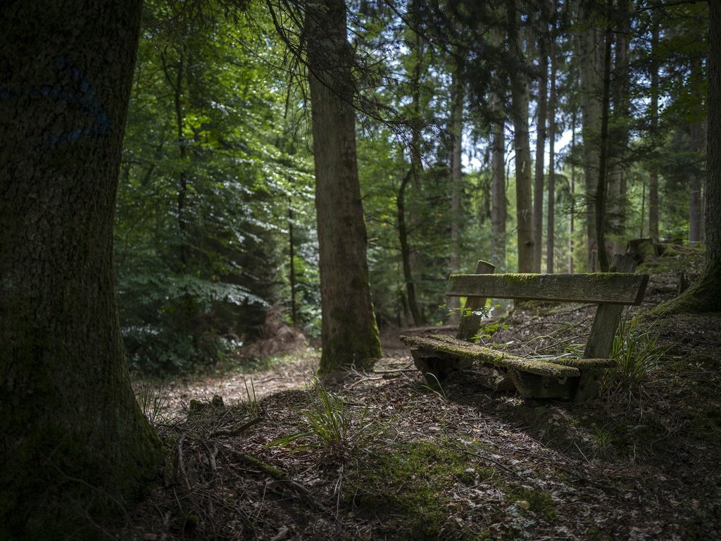Обои природа, лес, скамья, nature, forest, bench разрешение 3000x2002 Загрузить