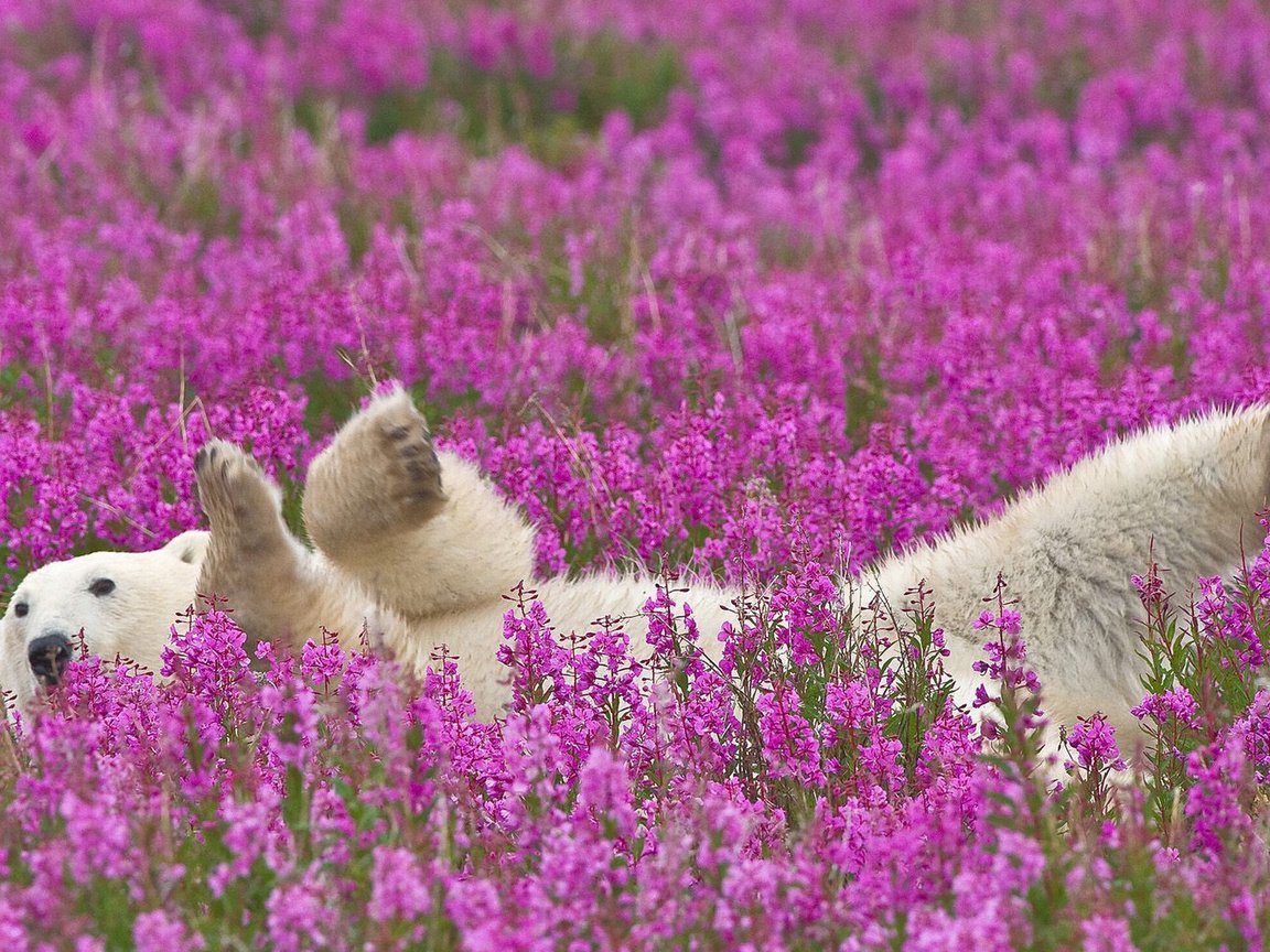 Обои цветы, полярный медведь, flowers, polar bear разрешение 1920x1200 Загрузить