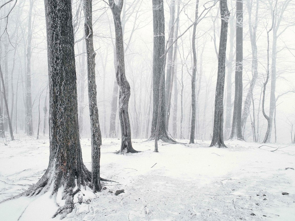Обои деревья, снег, лес, зима, стволы, чёрно-белое, trees, snow, forest, winter, trunks, black and white разрешение 1920x1200 Загрузить