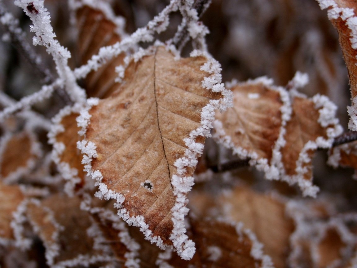 Обои снег, листья, налипание, snow, leaves, sticking разрешение 1920x1080 Загрузить