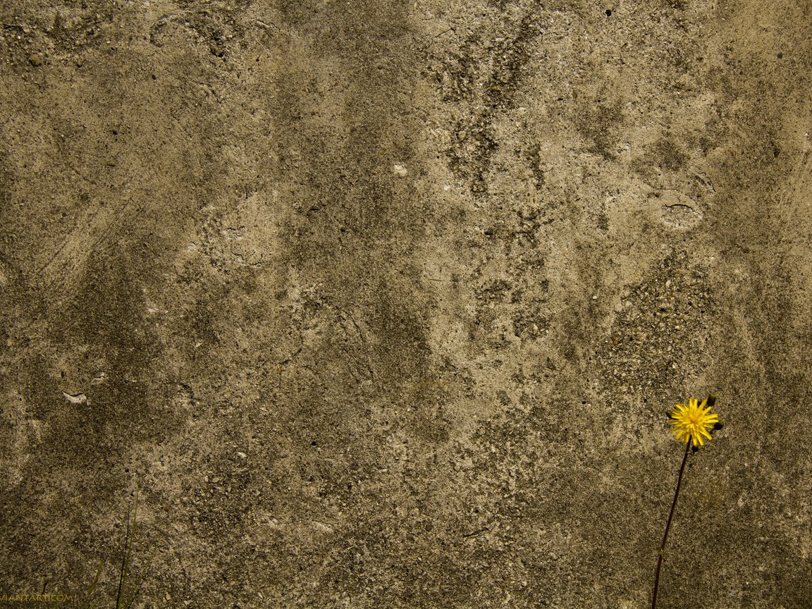 Обои цветок, стена, бетоная, flower, wall, concrete разрешение 1920x1200 Загрузить