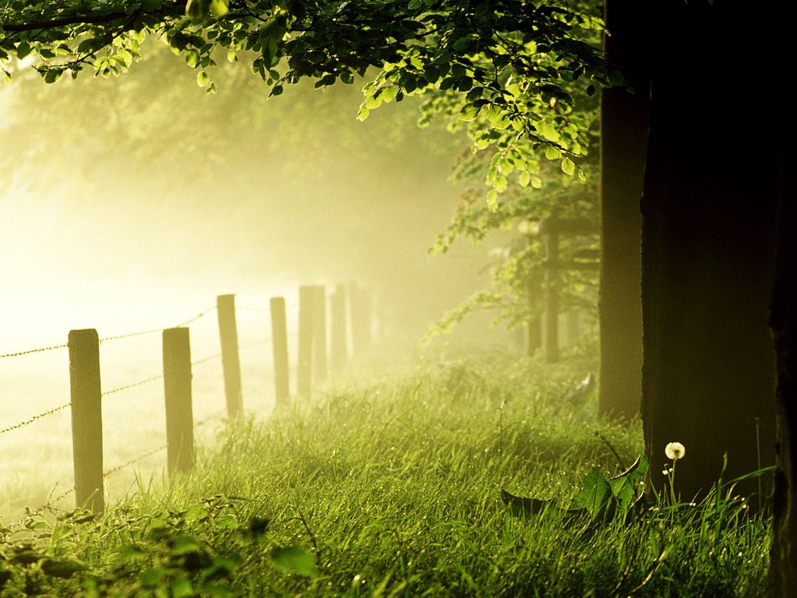 Обои трава, деревья, лес, утро, туман, забор, одуванчик, газон, grass, trees, forest, morning, fog, the fence, dandelion, lawn разрешение 1920x1200 Загрузить