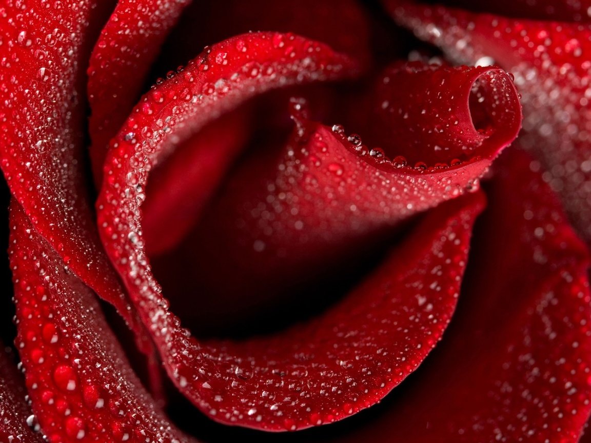Обои цветы, макро, капли, роза, красный, flowers, macro, drops, rose, red разрешение 2560x1600 Загрузить
