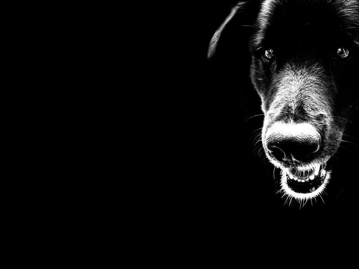 Обои чёрно-белое, черный, собака, минимализм, black and white, black, dog, minimalism разрешение 1920x1200 Загрузить