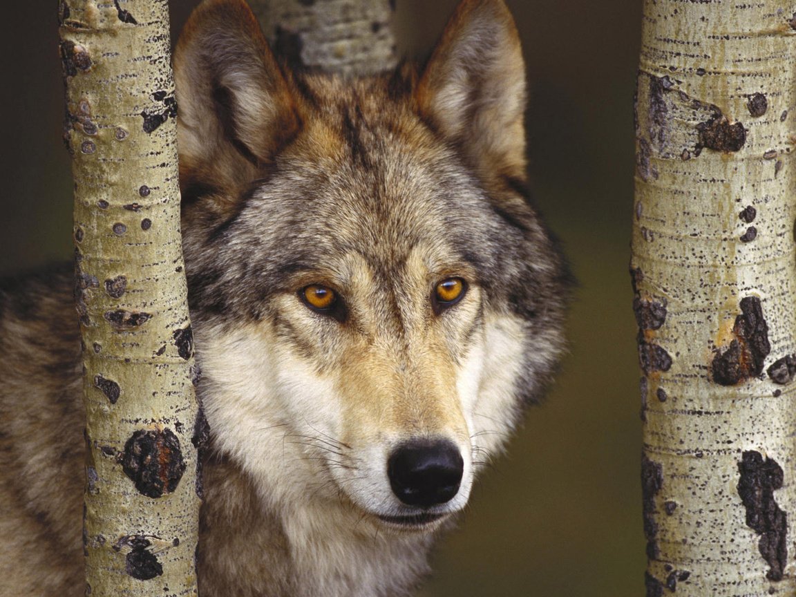 Обои лес, хищник, волк, forest, predator, wolf разрешение 1920x1200 Загрузить