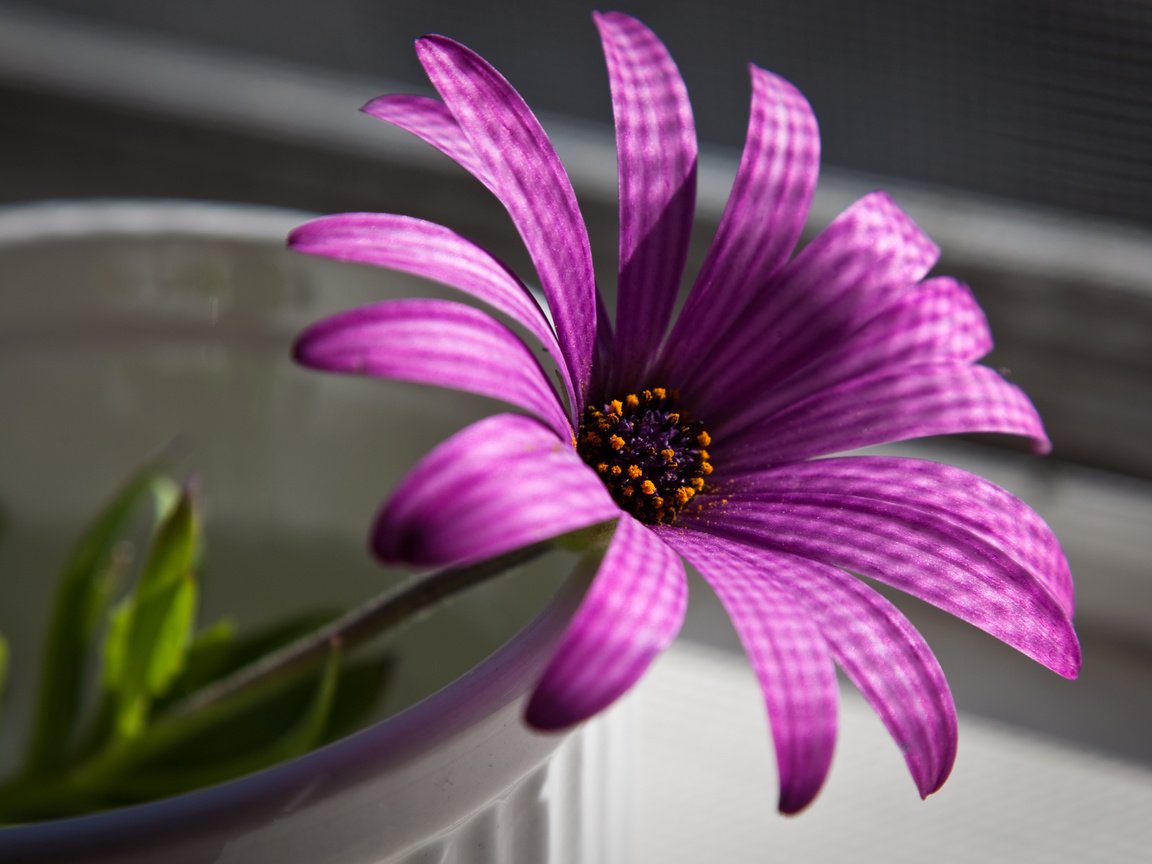 Обои макро, цветок, пурпурный, остеоспермум, африканская ромашка, macro, flower, purple, osteospermum, african daisy разрешение 2560x1600 Загрузить