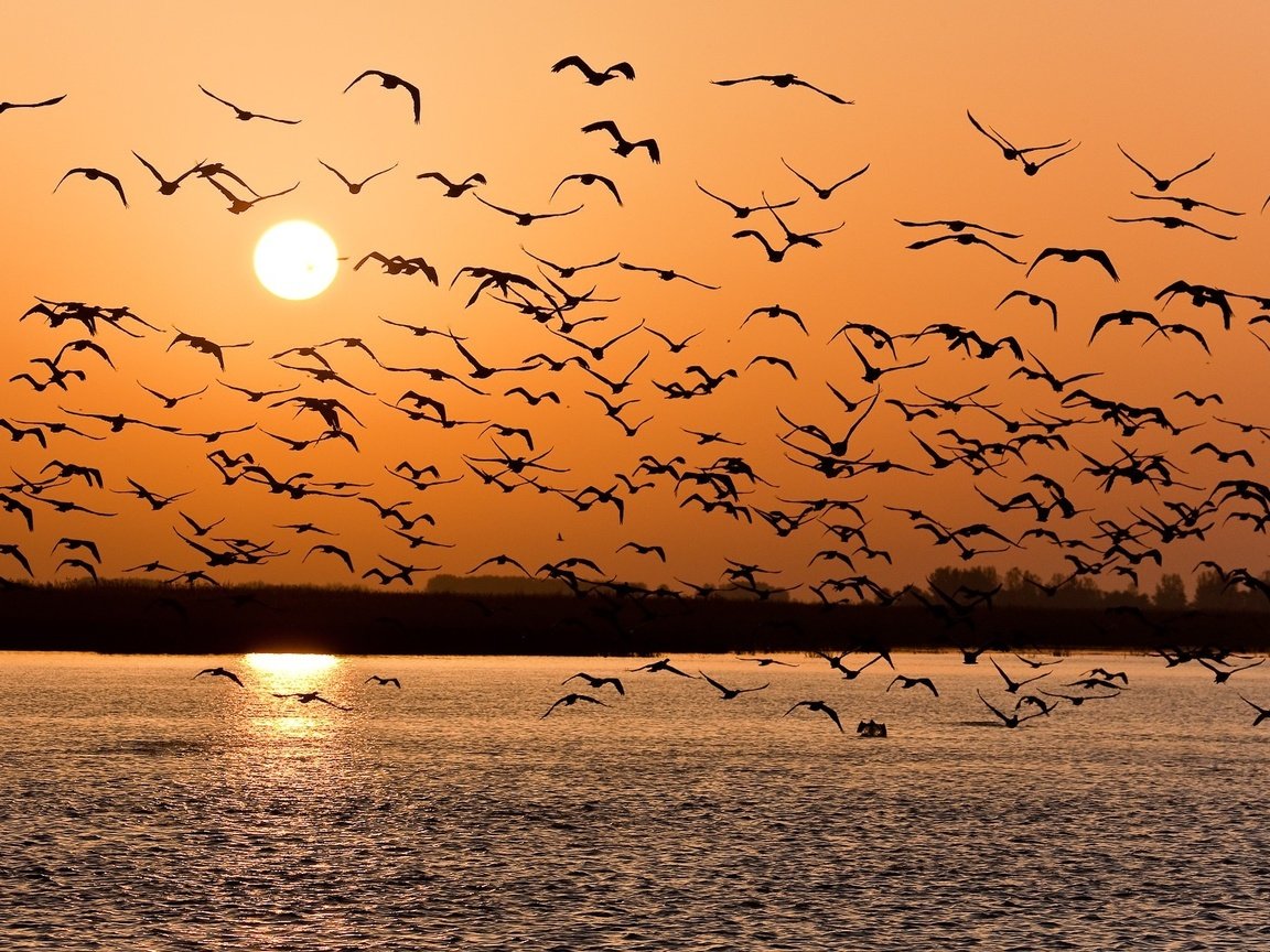 Обои озеро, закат, птицы, стая, lake, sunset, birds, pack разрешение 1920x1061 Загрузить