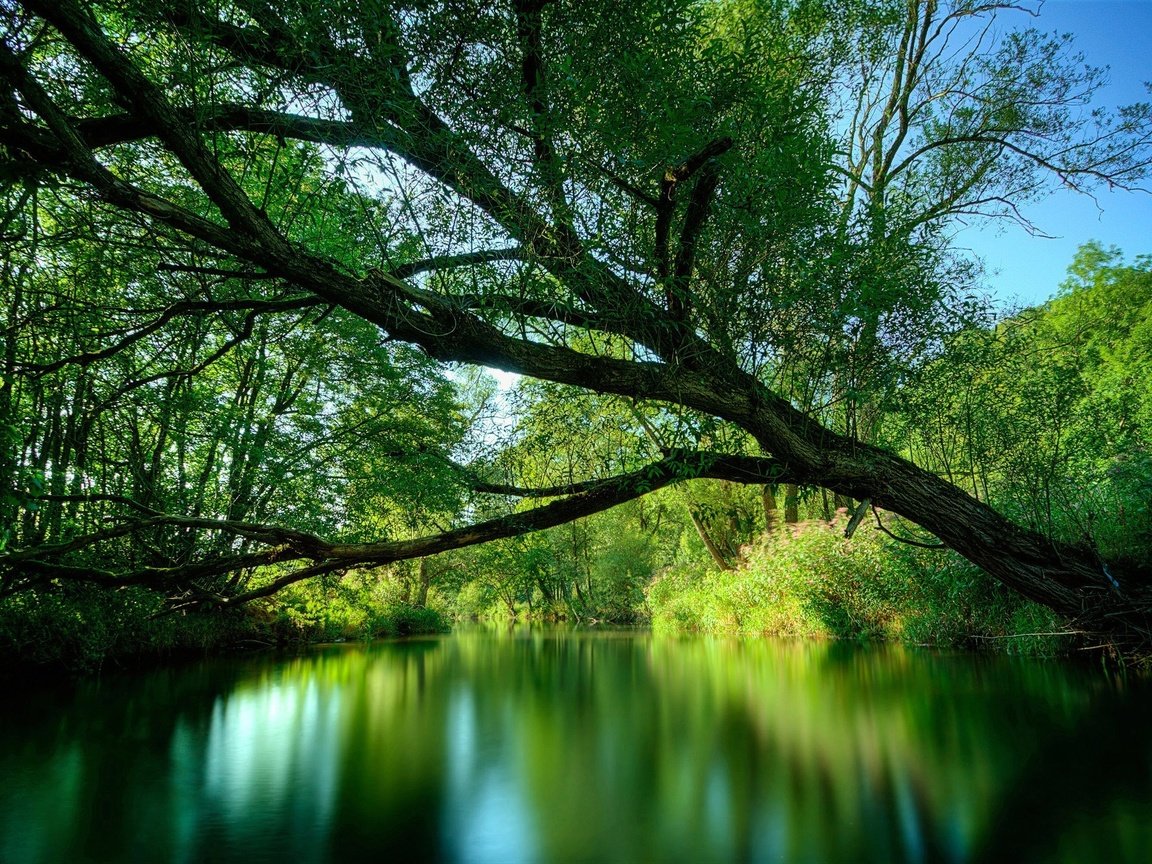 Обои река, дерево, растения, river, tree, plants разрешение 2560x1600 Загрузить