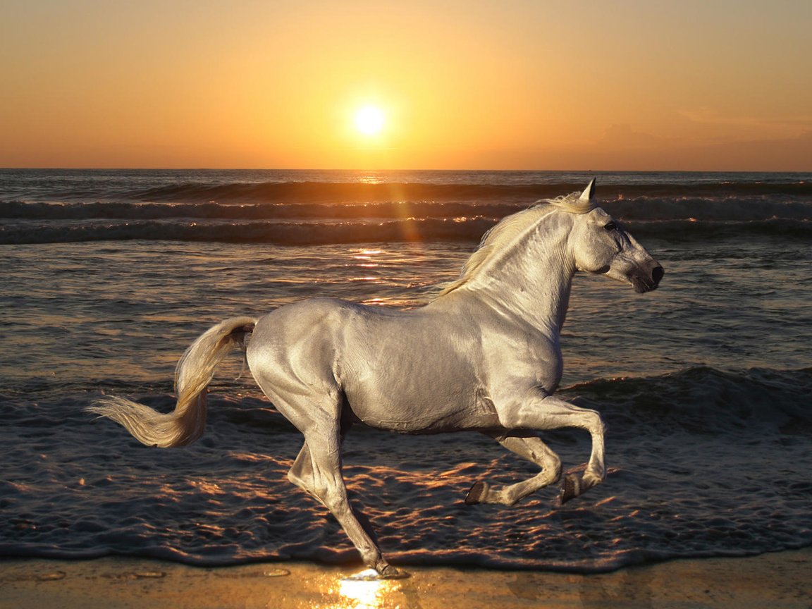 Обои лошадь, море, пляж, конь, жеребец, голоп, horse, sea, beach, stallion, the golop разрешение 1920x1080 Загрузить