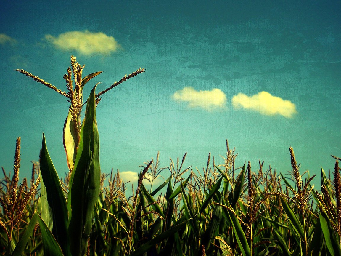 Обои небо, поле, злаки, the sky, field, cereals разрешение 1920x1200 Загрузить