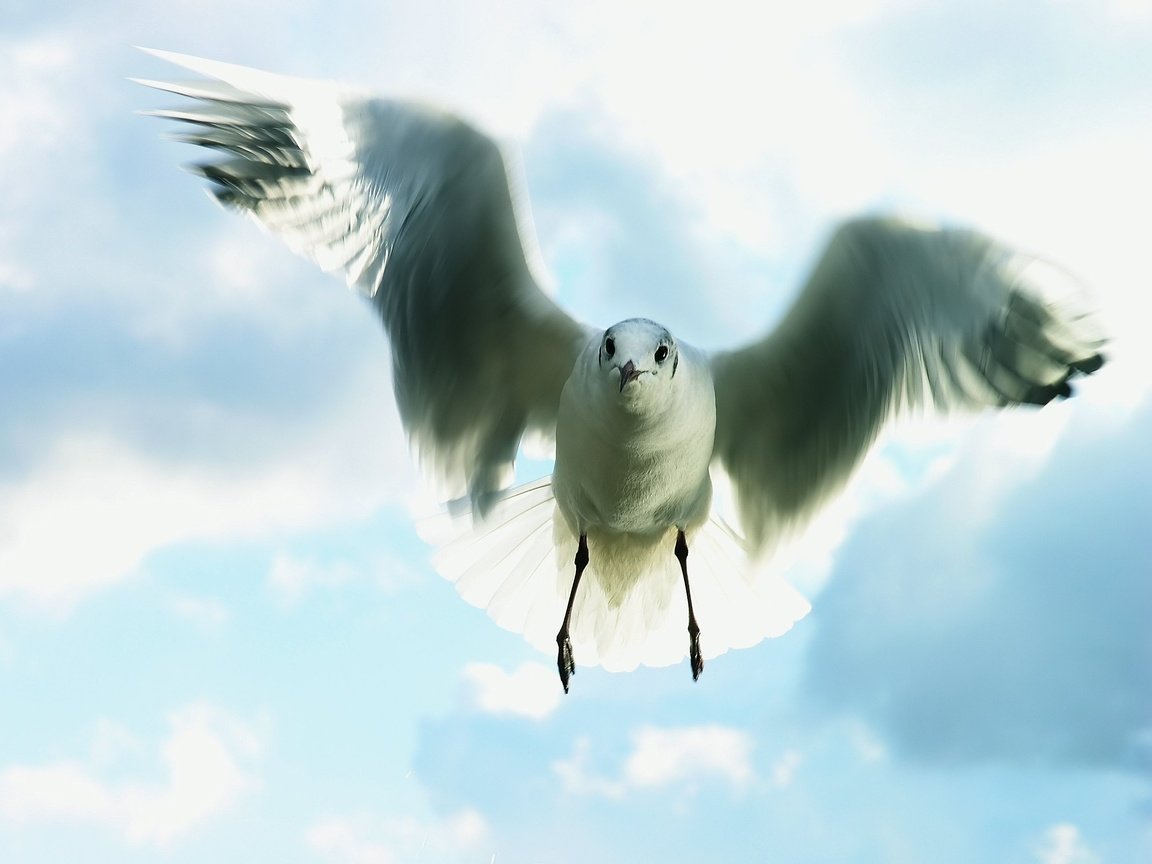 Обои небо, полет, чайка, the sky, flight, seagull разрешение 2959x2199 Загрузить