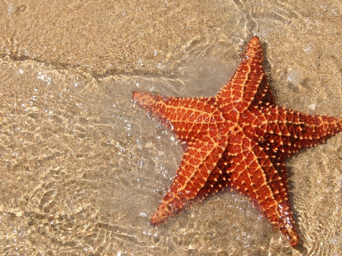 Обои песок, морская, звезда, океан, sand, sea, star, the ocean разрешение 1920x1200 Загрузить