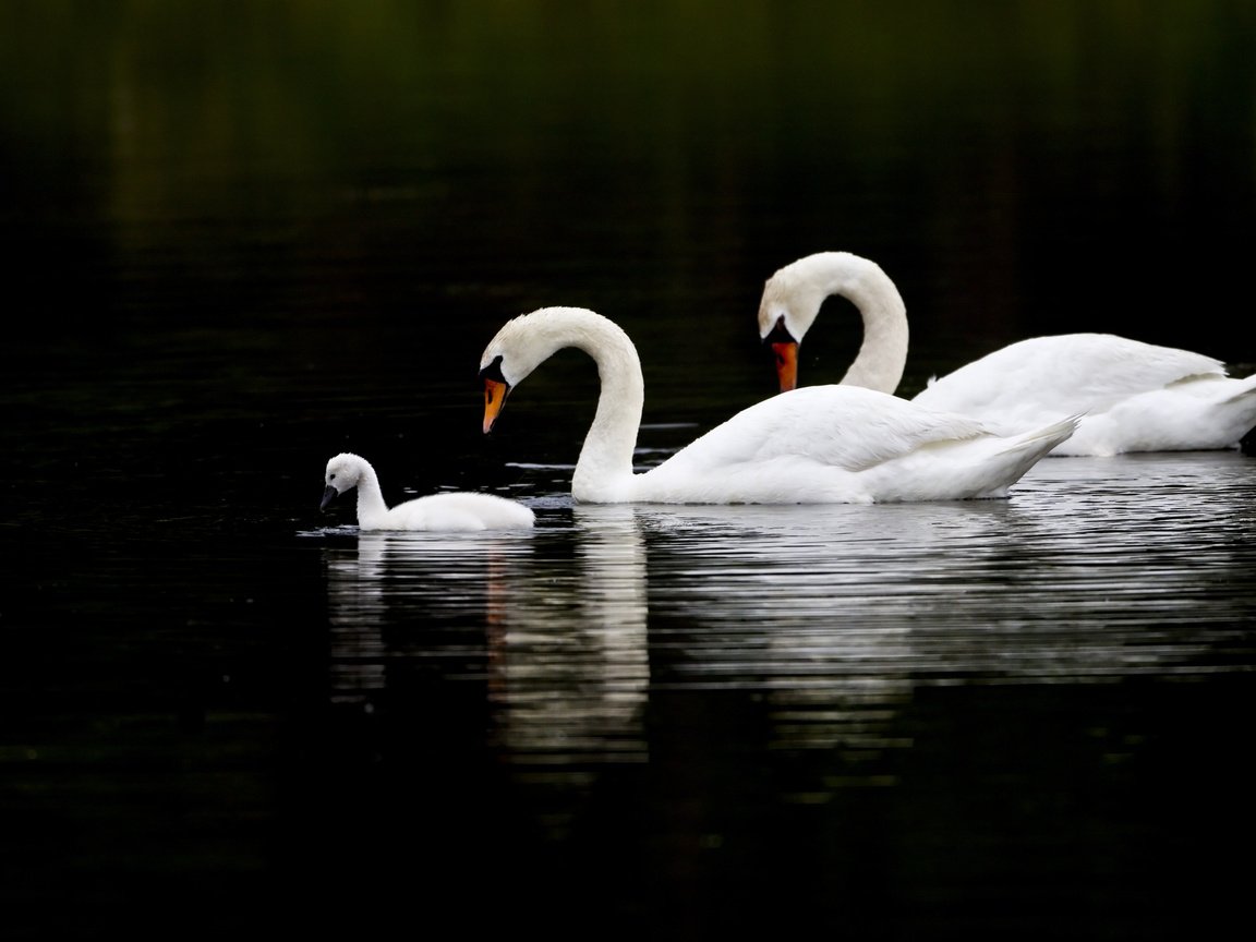 Обои озеро, любовь, лебеди, верность, lake, love, swans, loyalty разрешение 2560x1600 Загрузить