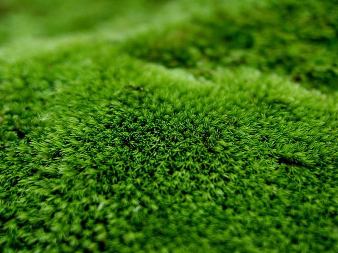 Обои зелёный, мох, растение, крупным планом, green, moss, plant, closeup разрешение 1920x1080 Загрузить
