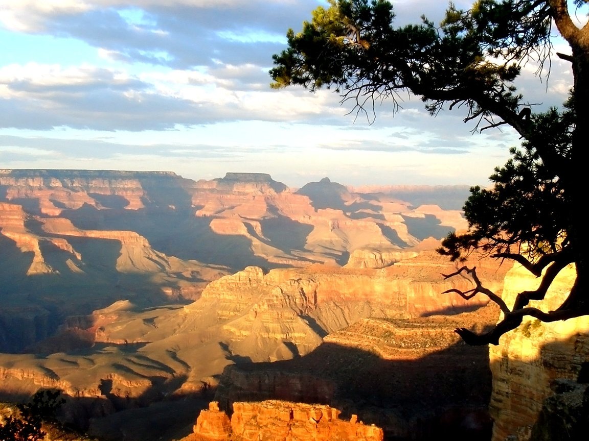 Обои дерево, день, каньон, высота, тени, солнечный свет, tree, day, canyon, height, shadows, sunlight разрешение 1920x1080 Загрузить