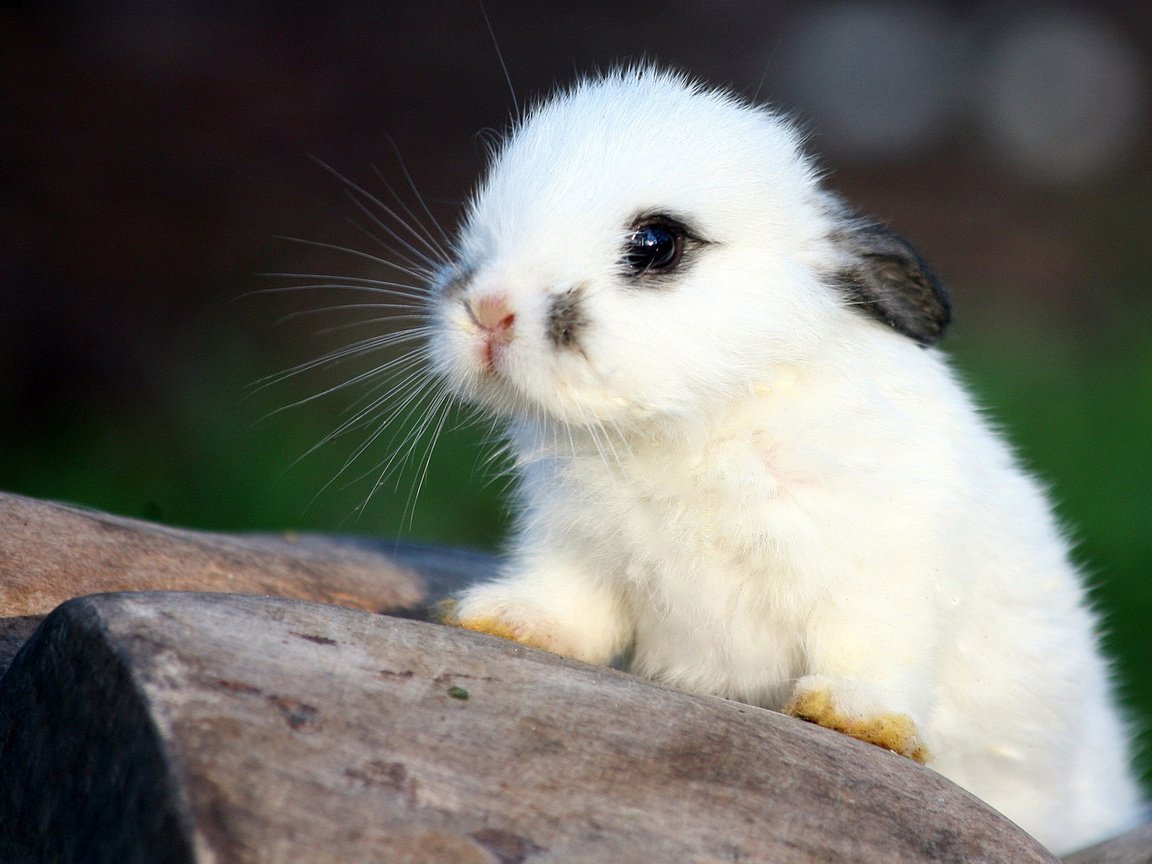 Обои мордочка, взгляд, белый, ушки, кролик, малыш, крольчонок, muzzle, look, white, ears, rabbit, baby разрешение 1920x1080 Загрузить
