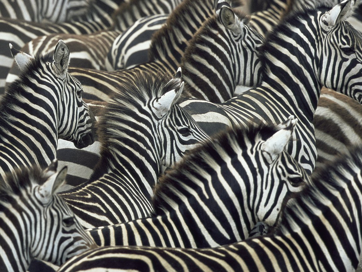 Обои зебры, zebra разрешение 1920x1080 Загрузить